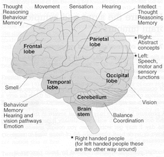 Locations in the brain