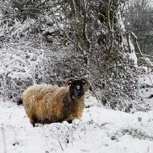 Cold_Sheep_sml