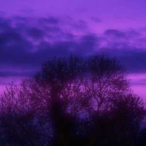 tree_night_purple